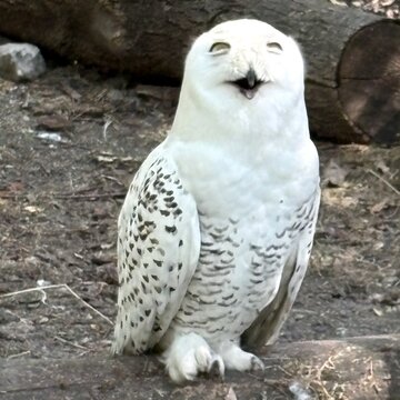 Snowy owl with open beak looking at the camera in the zoo.