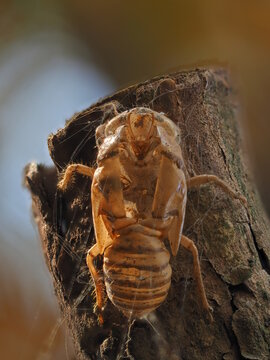 The shell of a Chinese cicada