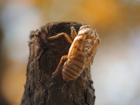 The shell of a Chinese cicada
