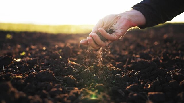 Fertile soil in man hands. Farmer hold rich land in field. Handful black soil. Natural ecological farm. business. Humus, fertilized ground. organic agriculture. eco cultivation. Growing plants. rural