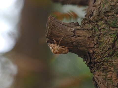 The shell of a Chinese cicada