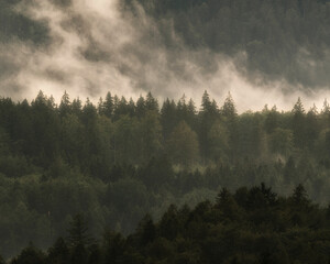Dark coniferous forest partly covered by a thick blanket of rolling fog in a moody mountain region © Aleks Jovičić