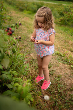 Toddler girl picking fresh wild blackberries outdoors