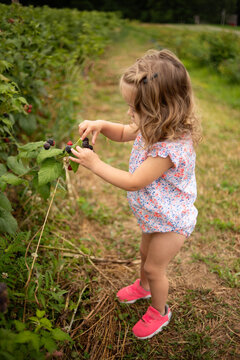 Toddler girl picking fresh blackberries at a farm