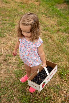 Little girl holds a carton of fresh blackberries