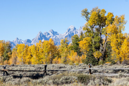 Autumn Mountain Landscape With Golden Aspens Blue Sky and Rustic Fence