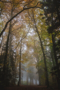 Tall autumn trees in a dense foggy forest