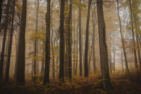 Dense foggy woods with golden autumn leaves