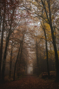 Path disappears into a foggy autumn forest