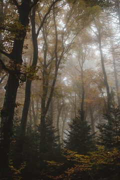 Tall autumn trees in a dense foggy forest