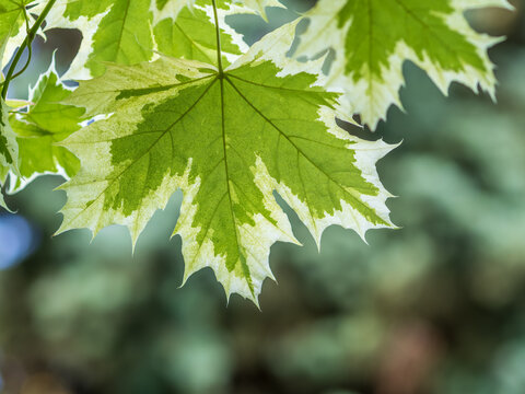 Green and white foliage of Norway Maple 'Drummondii' - Acer platanoides Variegata
