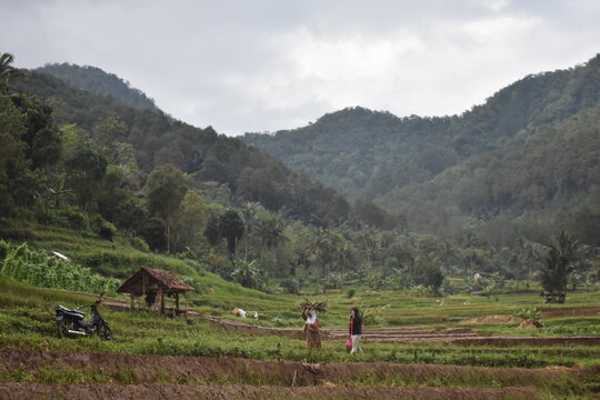 Tropical hills roll beneath overcast skies. Rice paddies stretch across lush green terrain. Palm trees dot the landscape with slender trunks. Few simple huts rest quietly amid the fields