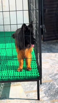 German shepherd dog standing inside a metal cage looking around with curiosity in this high quality animal motion video clip