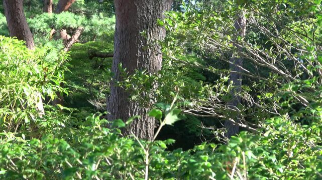 樹木の幹と瑞々しい緑