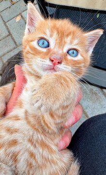 Close up portrait of an adorable white kitten with bright blue eyes.