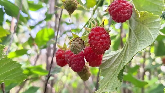 Ripe red raspberries hanging on green branches in a lush garden, showcasing the vibrant colors and natural beauty of fresh fruit in a sunny outdoor setting