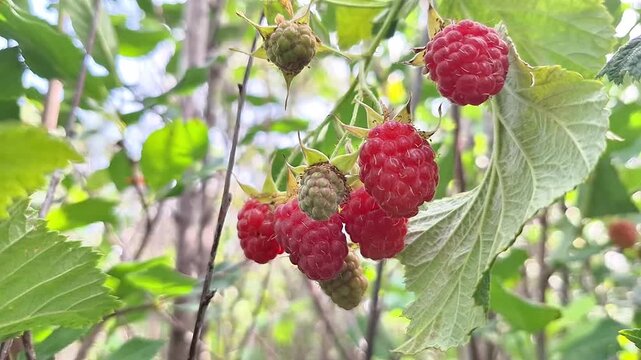 Ripe red raspberries hanging on green branches in a lush garden, showcasing the vibrant colors and natural beauty of fresh fruit in a sunny environment