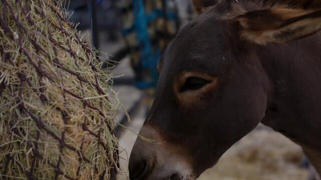 Miniature donkey eating hay bail at the farm