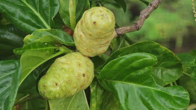 Noni in the garden and red ants.