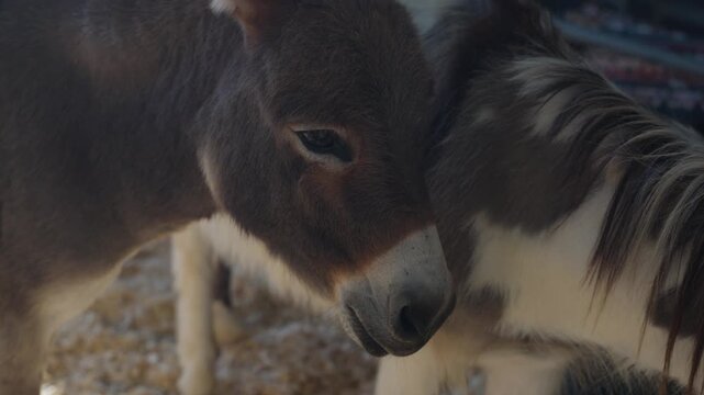Miniature Donkeys grazing on a farm