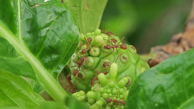 Noni in the garden and red ants.
