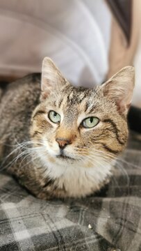Charming Tabby Cat With Striking Green Eyes Resting Comfortably On A Cozy Blanket.