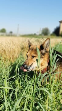 Alert And Playful Dog Enjoying A Sunny Day Outdoors Among Green Grass And Nature.