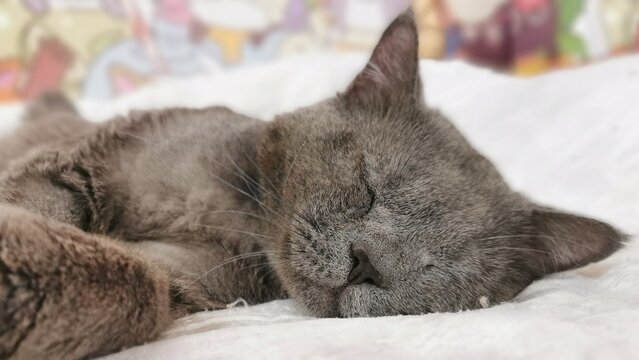 Fluffy Gray Cat Sleeping Soundly On A Soft Cushion In A Cozy Indoor Setting.