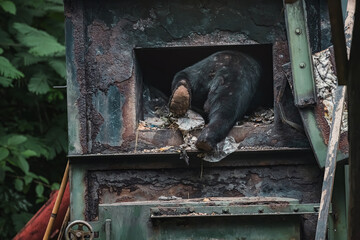 Obraz premium Sun bear climbing into rusty, dirty waste incinerator, rummaging through local household rubbish, trash scavenging behaviour spotted in tropical village Thailand, human wildlife food adaptation