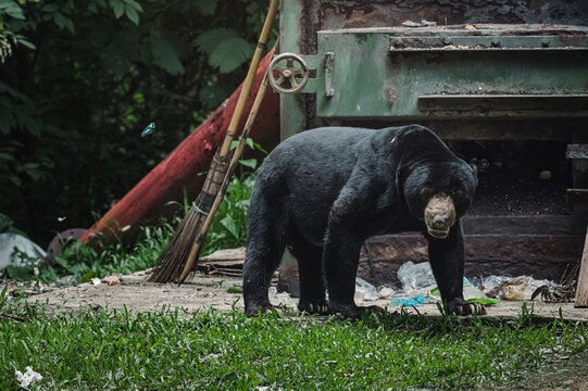 Sun bear slowly walking across concrete yard past broom and metal waste incinerator with plastic rubbish, urban wildlife sighting scavenging behaviour in human settlement of Thailand village