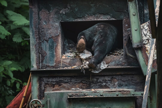 Sun bear climbing into rusty, dirty waste incinerator, rummaging through local household rubbish, trash scavenging behaviour spotted in tropical village Thailand, human wildlife food adaptation