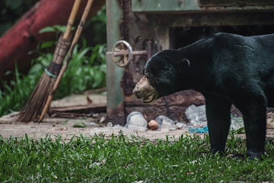 Sun bear searching food beside dirty waste incinerator and broom, mouth slightly open panting amid scattered household rubbish, animal encounter rural Thailand, suburban human wildlife coexistence