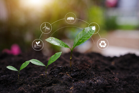 Young Green Plants Growing in Soil with Environmental Energy Icons