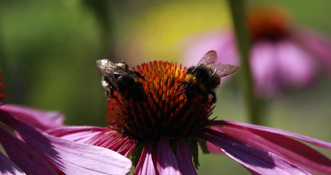 Bee on purple flower. Macro close-up of insects in nature.