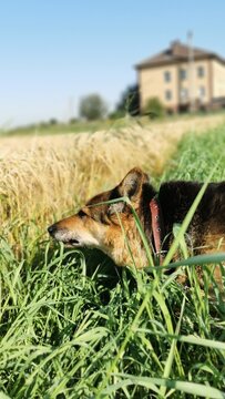 Elegant Dog Enjoying Nature Walk In Lush Green Fields Under A Bright Sunny Sky