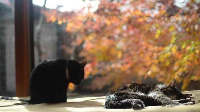 紅葉の色づく庭を背景にまどろむキジ猫と、そばに来て毛づくろいする黒猫