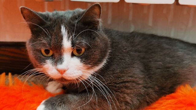 Charming Gray Cat Relaxing On Bright Orange Carpet In Serene Setting Capturing Detailed Fur.