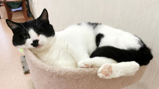 Adorable Black And White Cat Resting Comfortably In Cozy Felines Spot Radiating Peaceful Vibes.