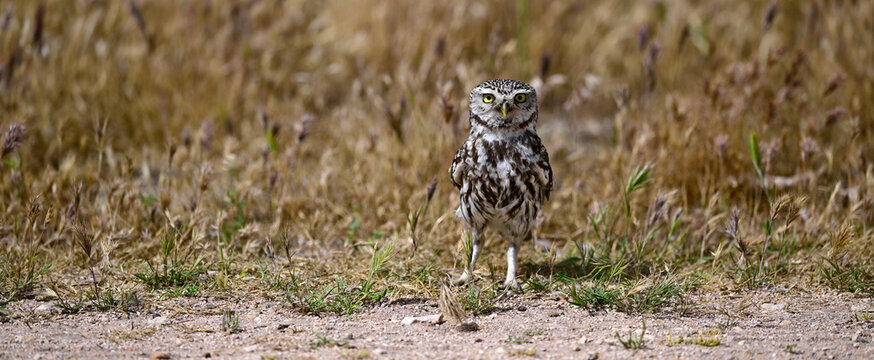 Steinkauz sitzt auf dem Boden vor einem Feldweg // Little owl (Athene noctua) - Extremadura, Spanien
