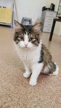 Fluffy Mixed-Breed Cat With Stunning Green Eyes Sitting Gracefully On Tiled Floor Showcasing Beauty.