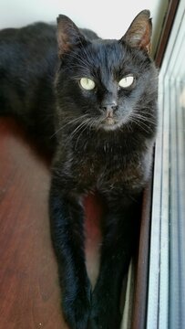 Majestic Black Cat Lounging By Window Showcasing Piercing Eyes Reflecting Natural Light Perfectly.