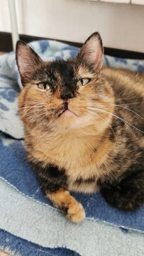 Calico Cat With Striking Colors Lounging Comfortably On A Soft Blanket.