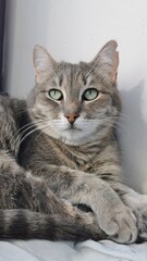 Naklejka premium Beautiful Gray Cat Resting And Gazing Thoughtfully From A Sunlit Window.