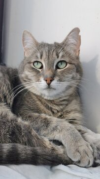 Beautiful Gray Cat Resting And Gazing Thoughtfully From A Sunlit Window.