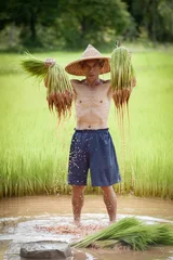Asian farmer shaking dirt off rice seedlings preparing for planting in green paddy field, Thailand. © JKLoma