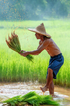 Asian farmer shaking dirt off rice seedlings preparing for planting in green paddy field, Thailand.