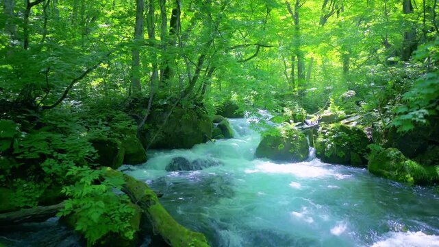 奥入瀬渓流　川　日本　水流