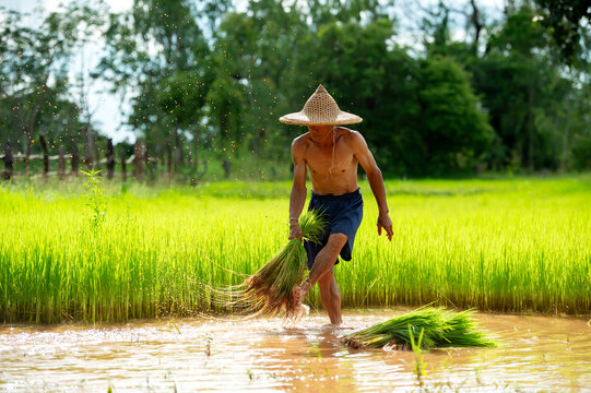 Asian farmer shaking dirt off rice seedlings preparing for planting in green paddy field, Thailand.