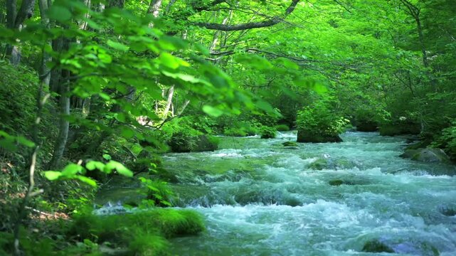 奥入瀬渓流　川　日本　水流