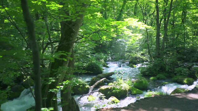 奥入瀬渓流　川　日本　水流